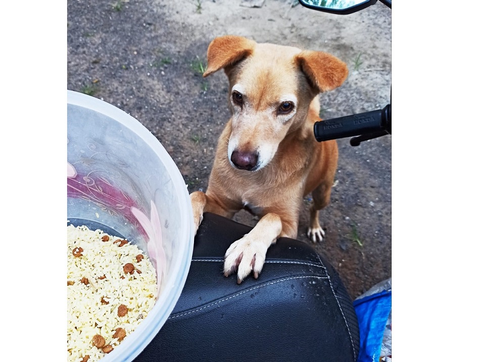 Puppy Food – A guide to simple homemade recipes for your puppy.